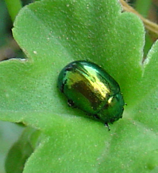 Chrysolina herbacea